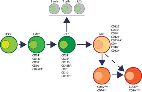 Frontiers Natural Killer Cells Development Maturation And Clinical