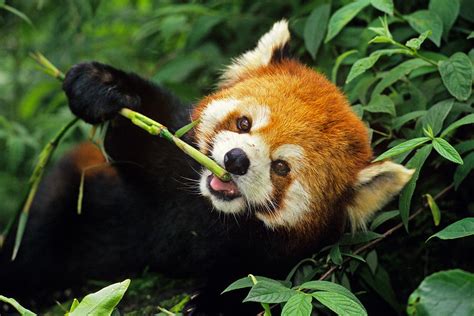 Red Panda Photograph By Thomas And Pat Leeson Fine Art America