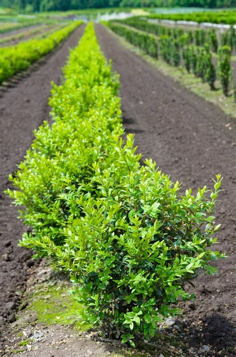 Row Of Boxwood Plants In The Nursery Stock Image Image Of Green