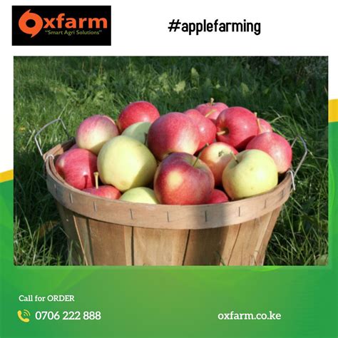 The First Harvest Of One Apple Tree Oxfarm Organic Ltd Facebook