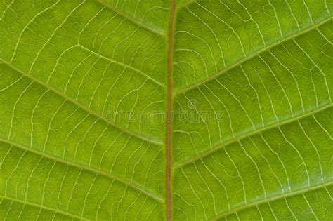 Textura Verde De La Hoja Foto De Archivo Imagen De Flora 14058472
