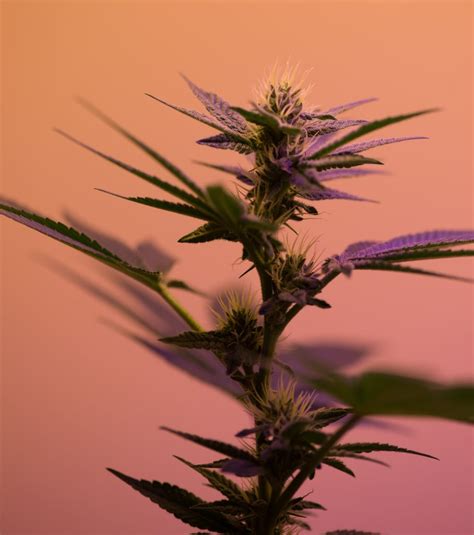 weed cannabis spa treatments popsugar beauty