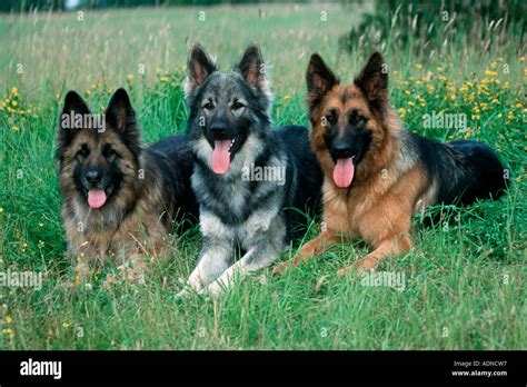 Old German Shepherd Dogs Stock Photo Alamy