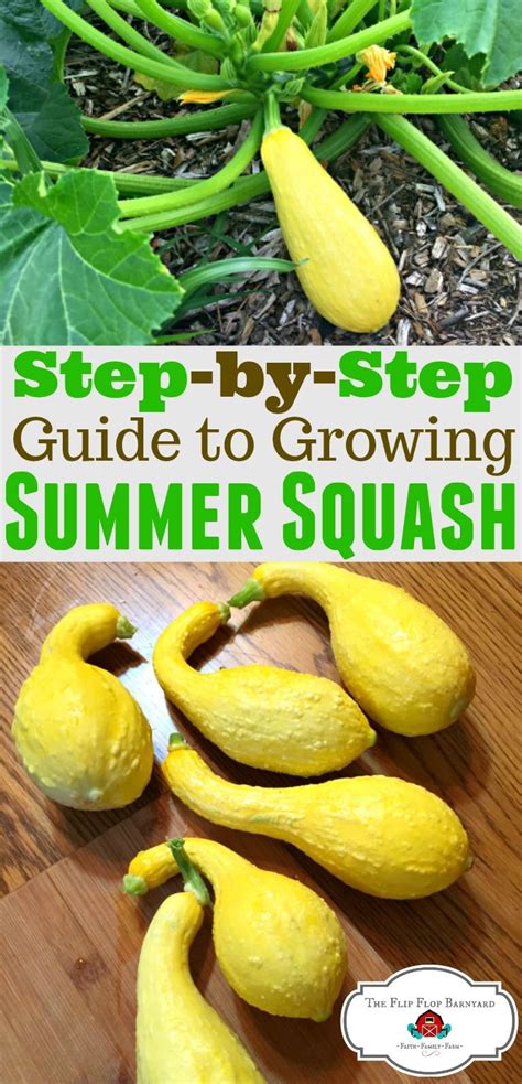 How To Grow Summer Squash Easy Vegetables To Grow Organic Vegetable