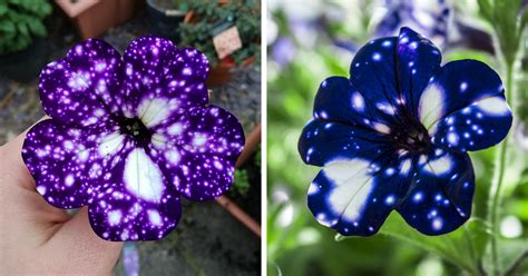 These Galaxy Flowers Grow Entire Universes On Their Petals Demilked