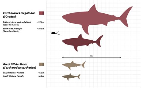 Megalodon Shark Size Comparison Chart