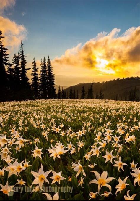 Avalanche Lilies In Olympic National Park Nature Photography Scenic
