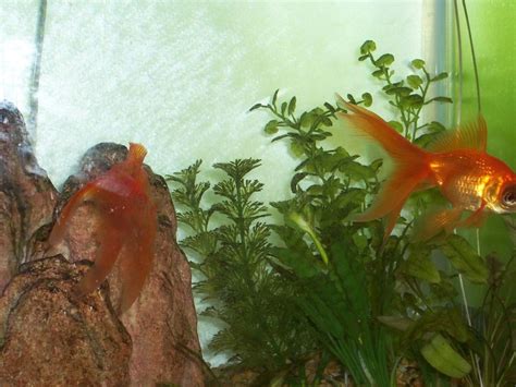 Tips To Keep Goldfish Alive And Healthy Goldfish Care Fish Care Pet
