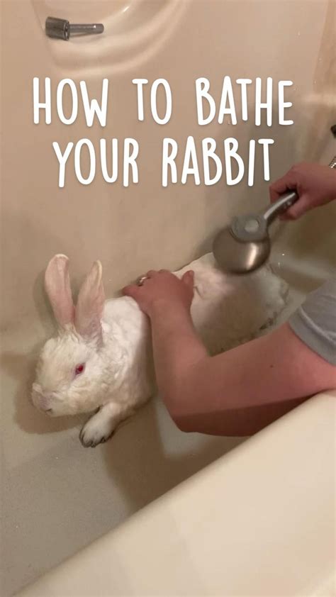 How To Safely Give Your Rabbit A Bath Pet Bunny Rabbits Rabbit