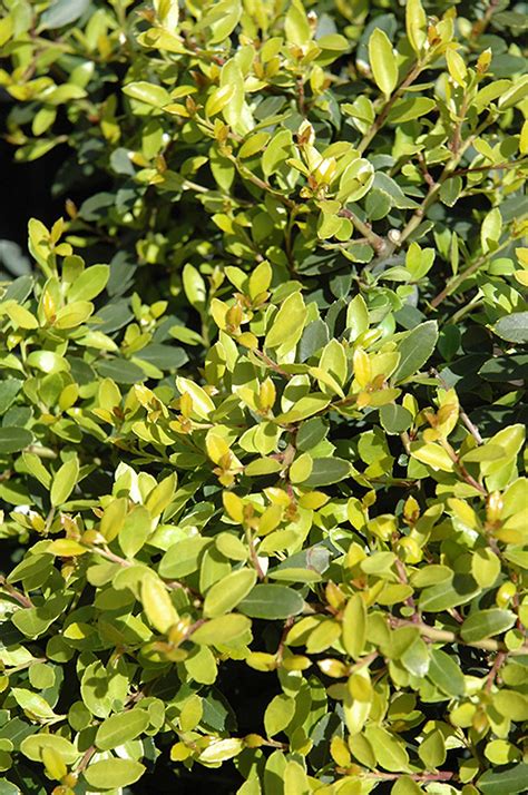 Lemon Gem Dwarf Japanese Holly Ilex Crenata Lemon Gem In Issaquah