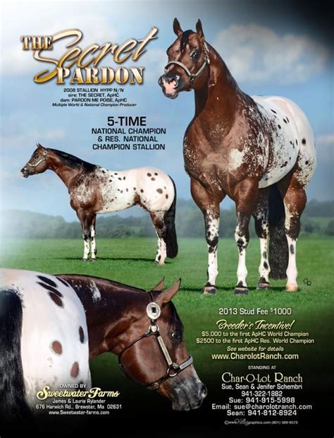 Appaloosa Stallion Ad For The Secret Pardon From Appaloosa Journal By