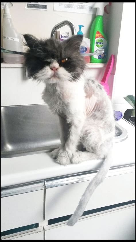 Shaved Cat Looks Grumpy Mirror Online