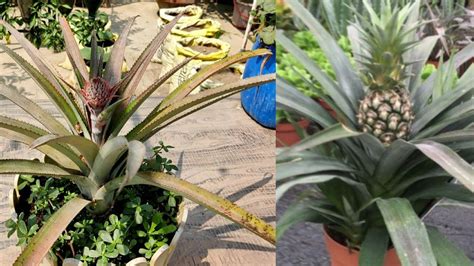 How To Grow Pineapple At Home अनानास का पौधा कैसे उगाएं घर पर Youtube
