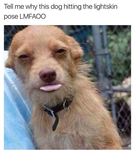 Tell Me Why This Dog Hitting The Lightskin Pose Lmfaoo Funny