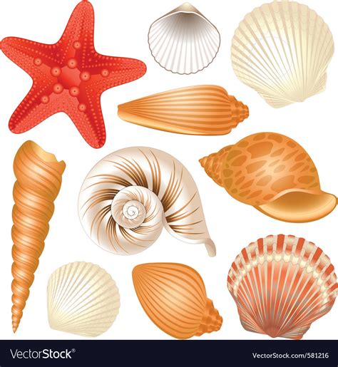 Seashells Collection Royalty Free Vector Image