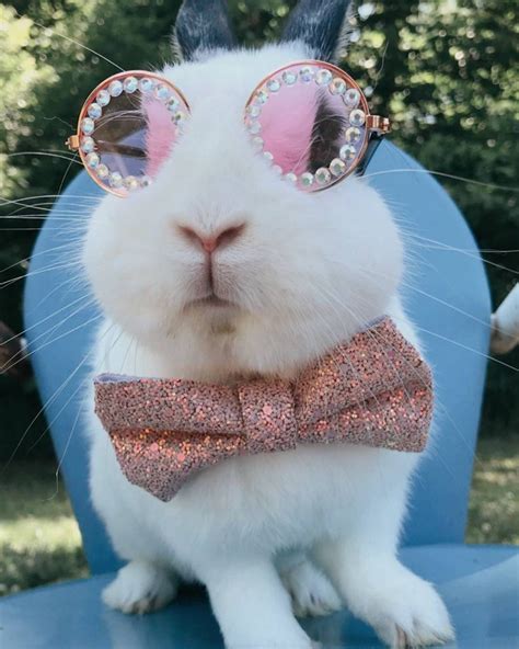 Rabbit With Sunglasses Ubicaciondepersonascdmxgobmx