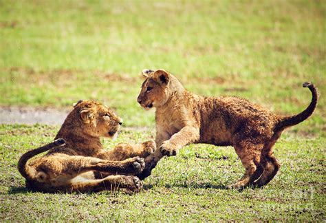 Small Lion Cubs Playing Tanzania Photograph By Michal Bednarek