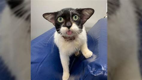 Rescue Cat Looks Like Baby Yoda Warms The Internets