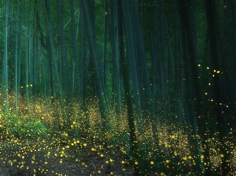 Un Bosque Japonés Iluminado Mágicamente Por Miles De Luciérnagas En