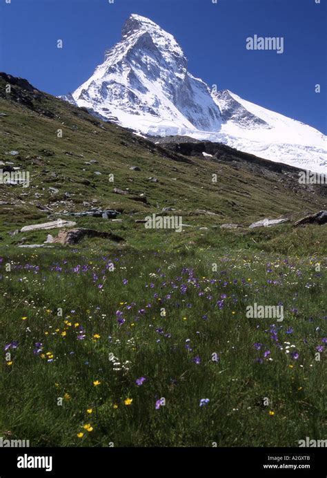 The Matterhorn In Switzerland Viewed From Flower Strewn Slopes Above