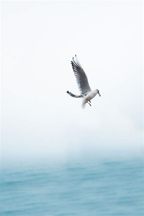 Free Images Sea Nature Wing Seabird Fly Gull Flight Venice