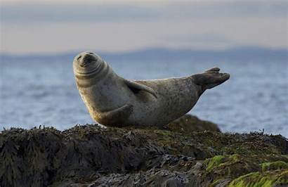Seal Seals Smile Rock Nature Animal Animals