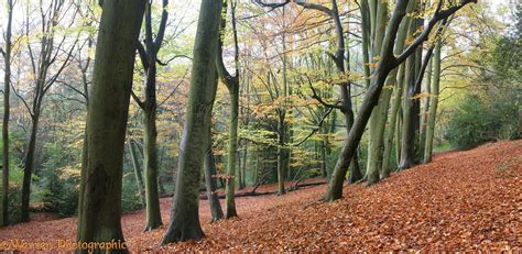 Autumnal Beech Woodland Photo Wp08618