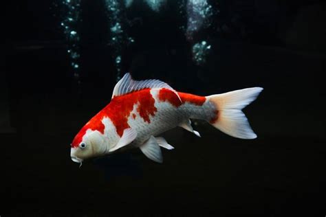 16 Types Of Koi Fish Varieties Colors And Classifications With