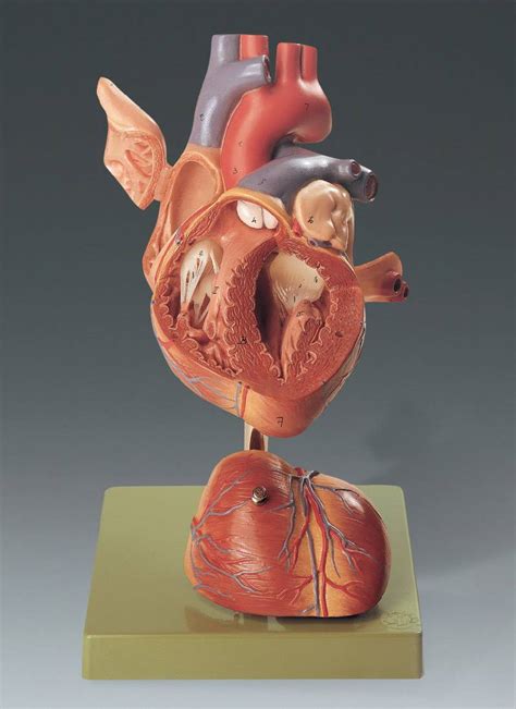 Human Heart Model Anatomical Chart Company Hs5