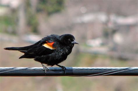 Red Winged Blackbird Wallpapers Wallpaper Cave