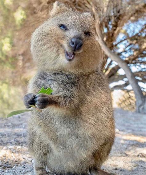 Quokka 15 Facts About The Happiest Creature On Earth Animals Recuse