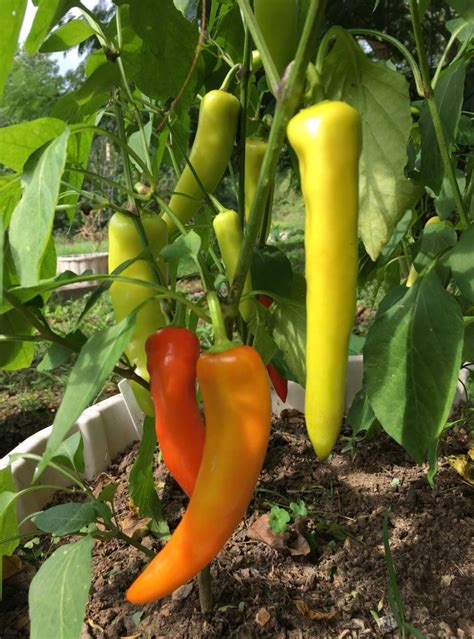 Hungarian Hot Wax Hot Pepper Certified Organic White Harvest Seed Company