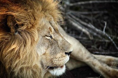 Africas Big Five Animals To Spot On Safari