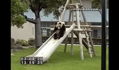 Pandas On The Slide Experience Ultimate Pleasure Watching It