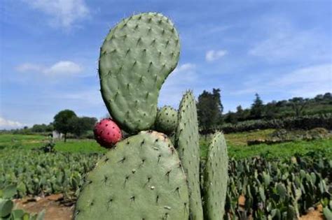 Cactuses exert a special fascination on every plant friend. Mexico's prickly pear cactus: energy source of the future?