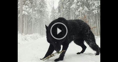 Two Largest Wolf Ever Caught On Tape