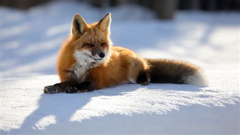 Wallpaper Cute Fox Snow Winter 3840x2160 Uhd 4k Picture
