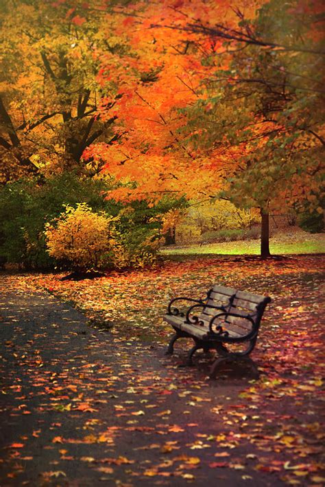 Autumn Foliage In Boston Olmsted Park Photograph By Joann Vitali