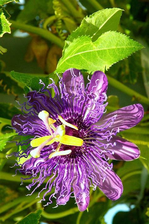 Passion Fruit Purple Flower Vine Maypop Passiflora Incarnata Plant Seed