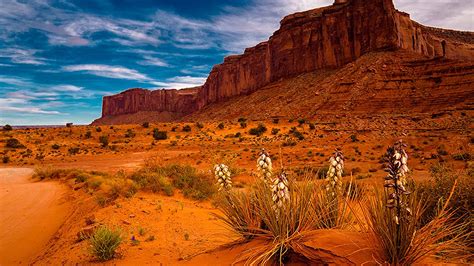 Download Plant Arizona Sedona Nature Desert Hd Wallpaper