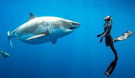 Using Environmental Conditions To Avoid Shark Encounters