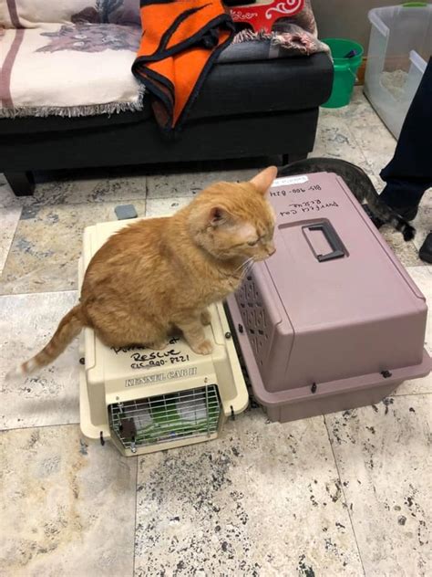 The shelter will be closing by the end of 2017. Cats Living In Basement For 3 Years Finally Find Forever ...