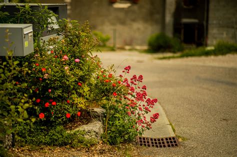 Wallpaper Photography Nature Outdoors Plants Flowers Greenery