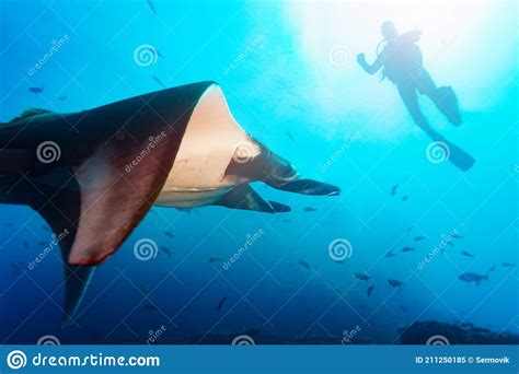 Big Manta Ray Swim Before Diver Deep In Underwater Stock Image Image