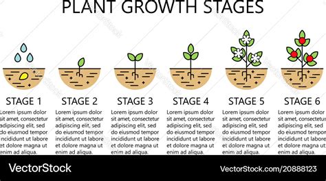 Plant Growth Stages Infographics Royalty Free Vector Image