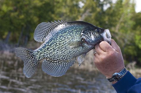 White Crappie Vs Black Crappie All You Need To Know