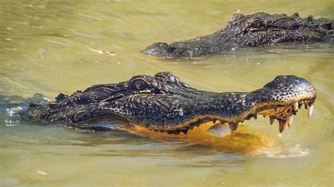 We Found Alligators Bayou Swamp Tour Travel Vlog Youtube