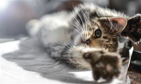 無料画像 子猫 ネコ 可愛い ペット 国内の 若い 毛皮 ポートレート 小さい 毛むくじゃら 面 少し グレー