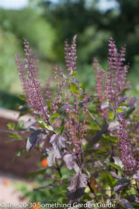 Beautiful Shot Of Purple Holy Basil From This Year Garden Guide