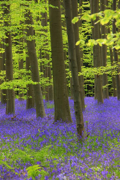 Hallerbos Blue Forest Of Belgium This Will Take Your Breath Away